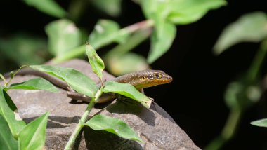 Skink ormana bakıyor.