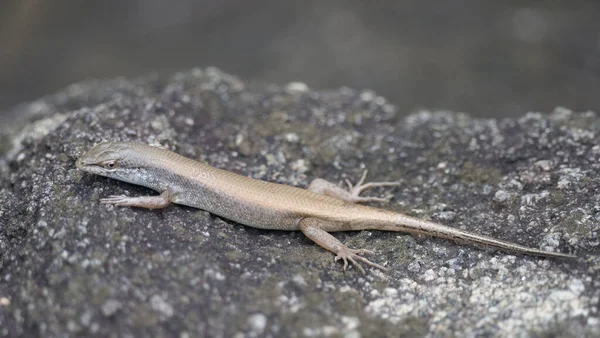 Skink Rock Africa — Stock Photo, Image