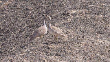 Angola 'daki Reserva de Namibe' de iki Ruppell 'in Korhaan kuşu.