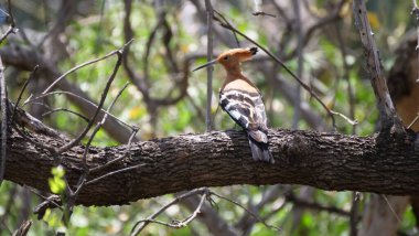Hop bird in a tree in Reserva de Namibe, Angola clipart
