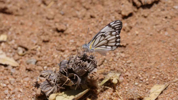 Pillangó Egy Virágon Reserva Namibe Angolában — Stock Fotó