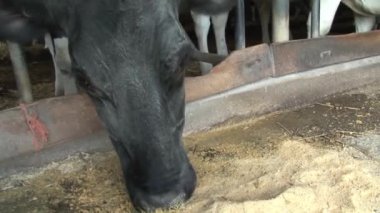 Çiftlikte inek yiyor.