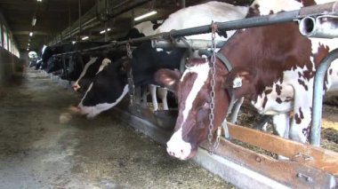 Çiftlikteki inekler