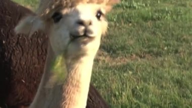 Küçük Alpaca ot yiyor.
