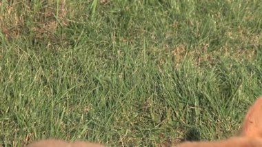 Küçük Alpaca ot yiyor.