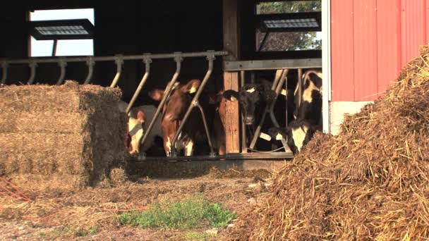 Koeien Een Boerderij Canada — Stockvideo