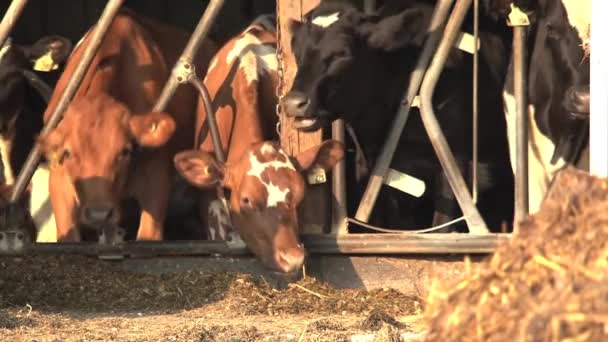 晨光下农场的奶牛 — 图库视频影像