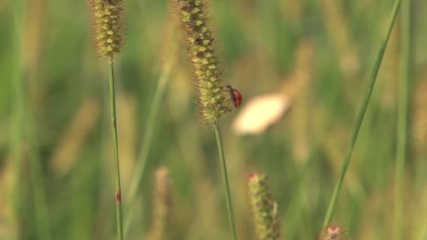 Coccinella Che Vola Canada — Video Stock