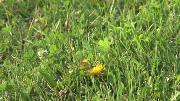 Two Yellow Butterfly Flower — Stock Video