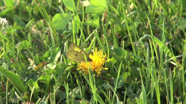 Schmetterling Auf Einer Blume Kanada — Stockvideo