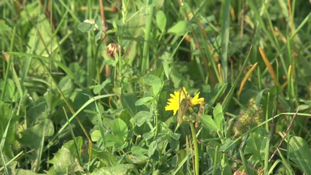 Gelber Schmetterling Auf Einer Blume — Stockvideo