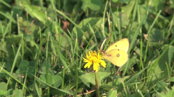 Gelber Schmetterling Auf Einer Blume — Stockvideo