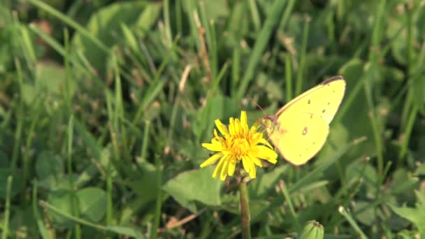 花の上の黄色い蝶 — ストック動画