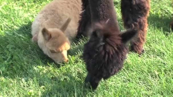 Alpaca Comer Grama Uma Fazenda Canadá — Vídeo de Stock