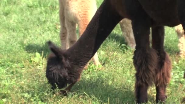 Alpaca Die Gras Eet Een Boerderij Canada — Stockvideo