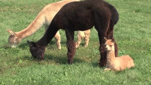 Alpacas Uma Fazenda Canadá — Vídeo de Stock