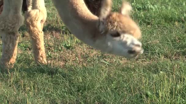 Alpaca Τρώει Γρασίδι Μια Φάρμα Στον Καναδά — Αρχείο Βίντεο