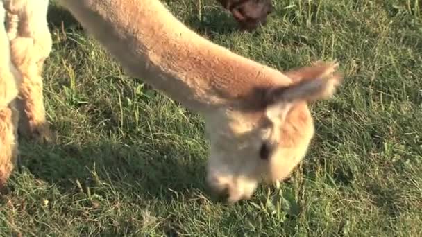 Alpaca Eating Grass Farm Canada — Stock Video