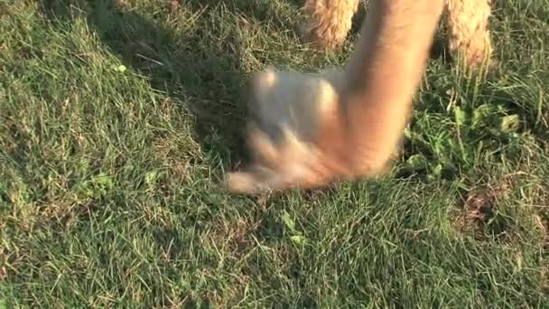 Alpaca Comer Grama Uma Fazenda Canadá — Vídeo de Stock