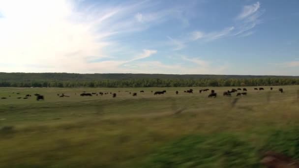 Vista Desde Tren Que Desde Toronto Vancouver Canada — Vídeo de stock