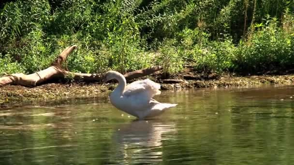 Cigni Vicino All Isola Toronto Canada — Video Stock