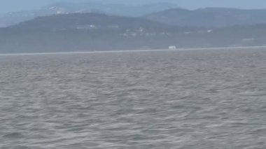 Vancouver Adası, Kanada 'da Orkalar