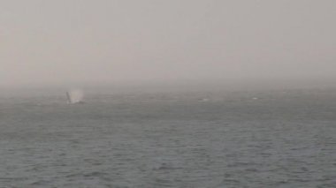 Vancouver Adası, Kanada 'da Orkalar