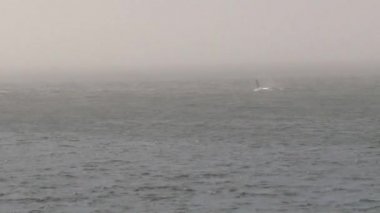 Vancouver Adası, Kanada 'da Orkalar