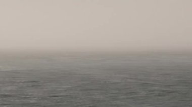 Vancouver Adası, Kanada 'da Orkalar