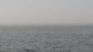 Vancouver Adası, Kanada 'da Orkalar