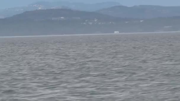 Косатки Острове Ванкувер Канада — стоковое видео