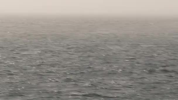 Orcas Στο Βανκούβερ Του Καναδά — Αρχείο Βίντεο