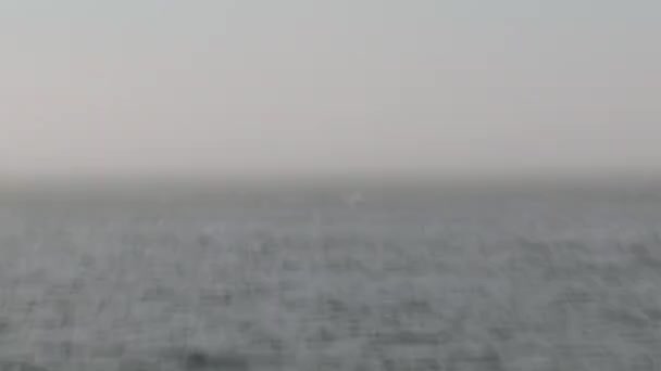 カナダのバンクーバー島のオーカス — ストック動画