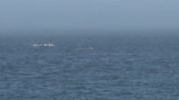 Orcas Canadá — Vídeo de Stock