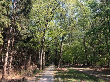 Hardenberg, Hollanda çevresindeki ormanda bisiklet yolu.