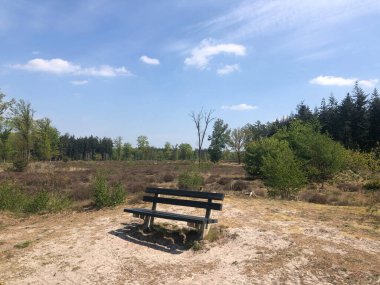 Hollanda, Rheeze civarındaki ormanda bankta.