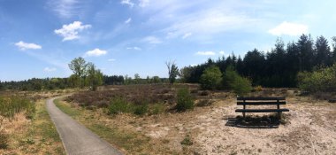 Hollanda, Rheeze civarındaki ormanda bankta.