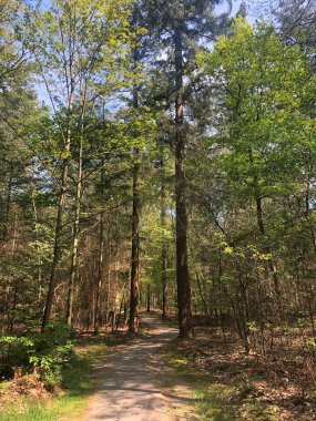 Hardenberg, Hollanda çevresindeki ormanda bisiklet yolu.