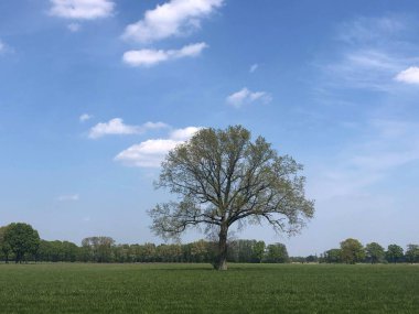 Rheeze çevresindeki büyük ağaç, Hollanda