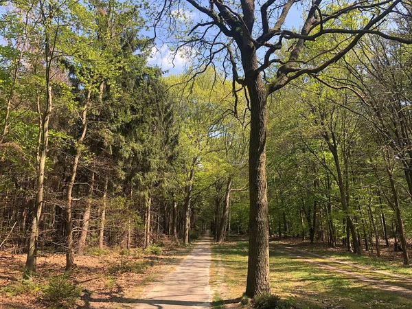 Carriles Bici Bosque Alrededor Hardenberg Países Bajos —  Fotos de Stock