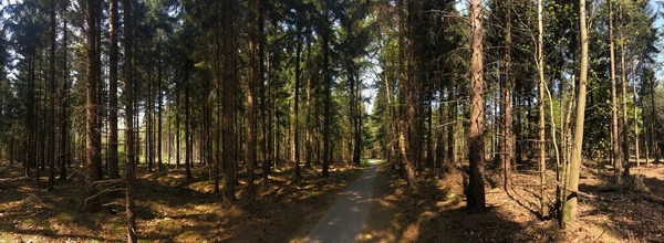 Panorama Lesa Kolem Diffelenu Nizozemí — Stock fotografie