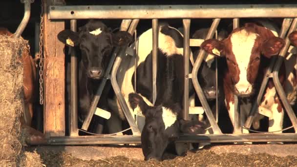 Vacas Mañana Ontario — Vídeos de Stock