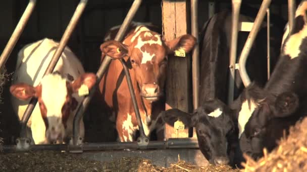 Koe Eten Ochtend Ontario Canada — Stockvideo