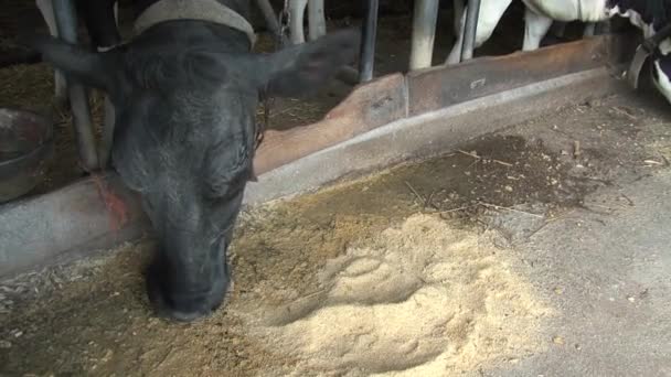 Vaca Comiendo Una Granja — Vídeo de stock