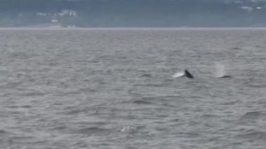 Vancouver Adası, Kanada 'da Orkalar