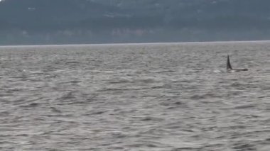Vancouver Adası, Kanada 'da Orkalar