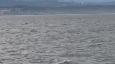 Vancouver Adası, Kanada 'da Orkalar