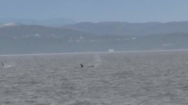 Vancouver Adası, Kanada 'da Orkalar