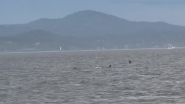 Vancouver Adası, Kanada 'da Orkalar