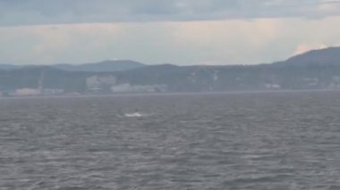 Vancouver Adası, Kanada 'da Orkalar